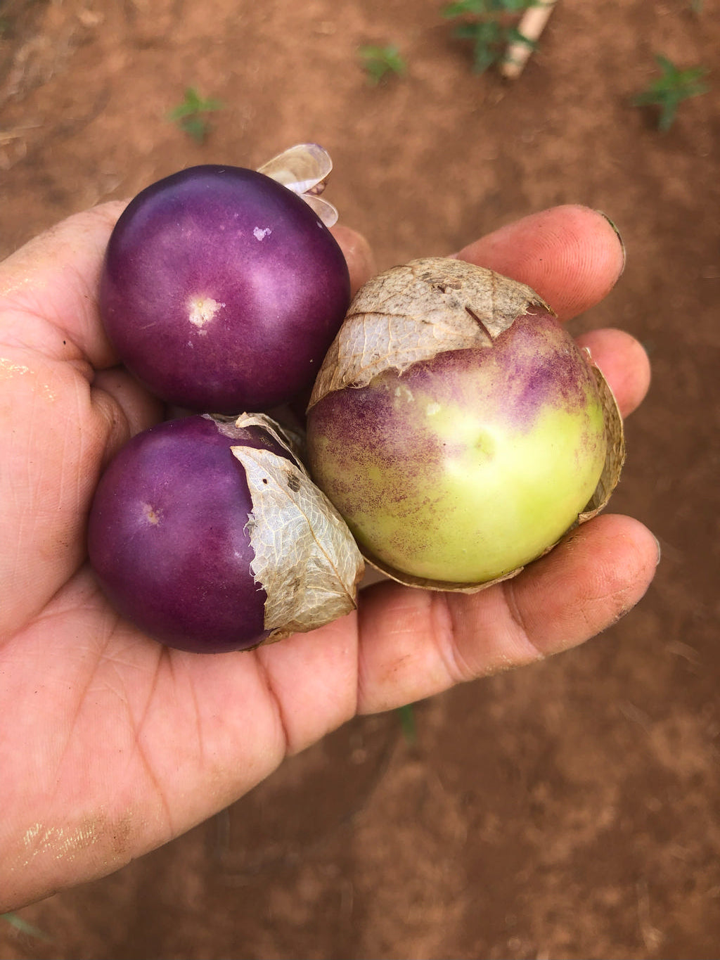 Tomatillo, 3 Pajaritos Tomatillo Mix