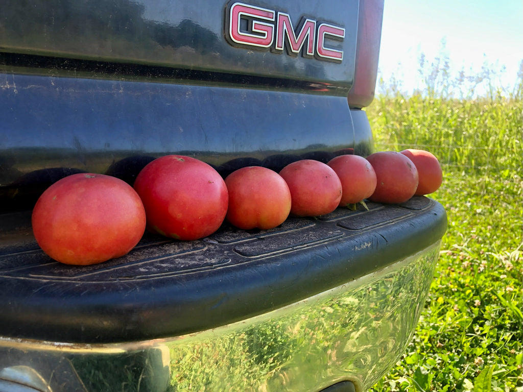 Tomato (Slicer), Bradley