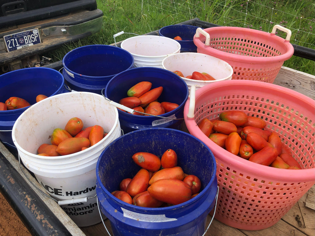 Tomato (Paste), Connie’s