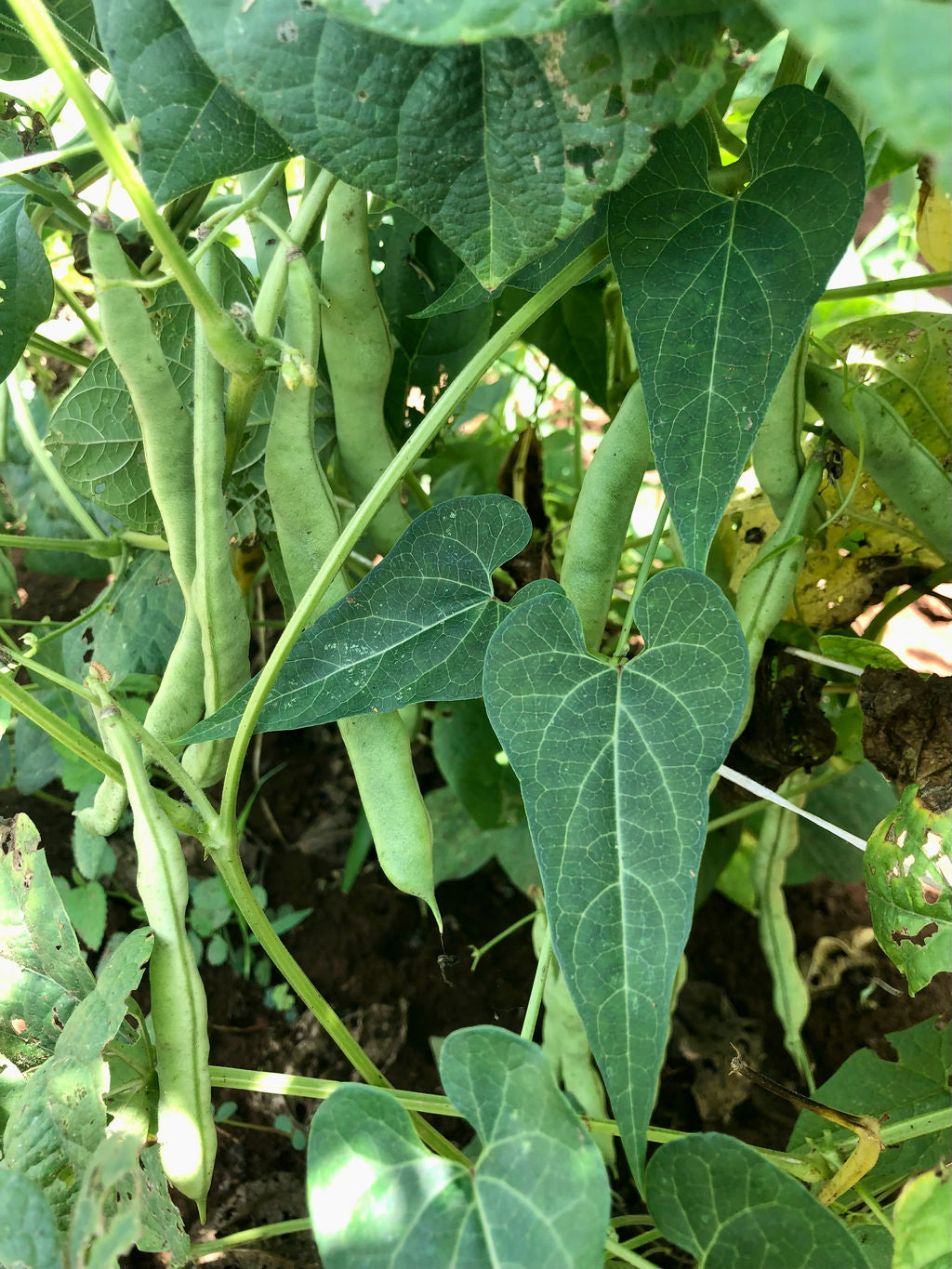 Bean (Green Pole), Dade