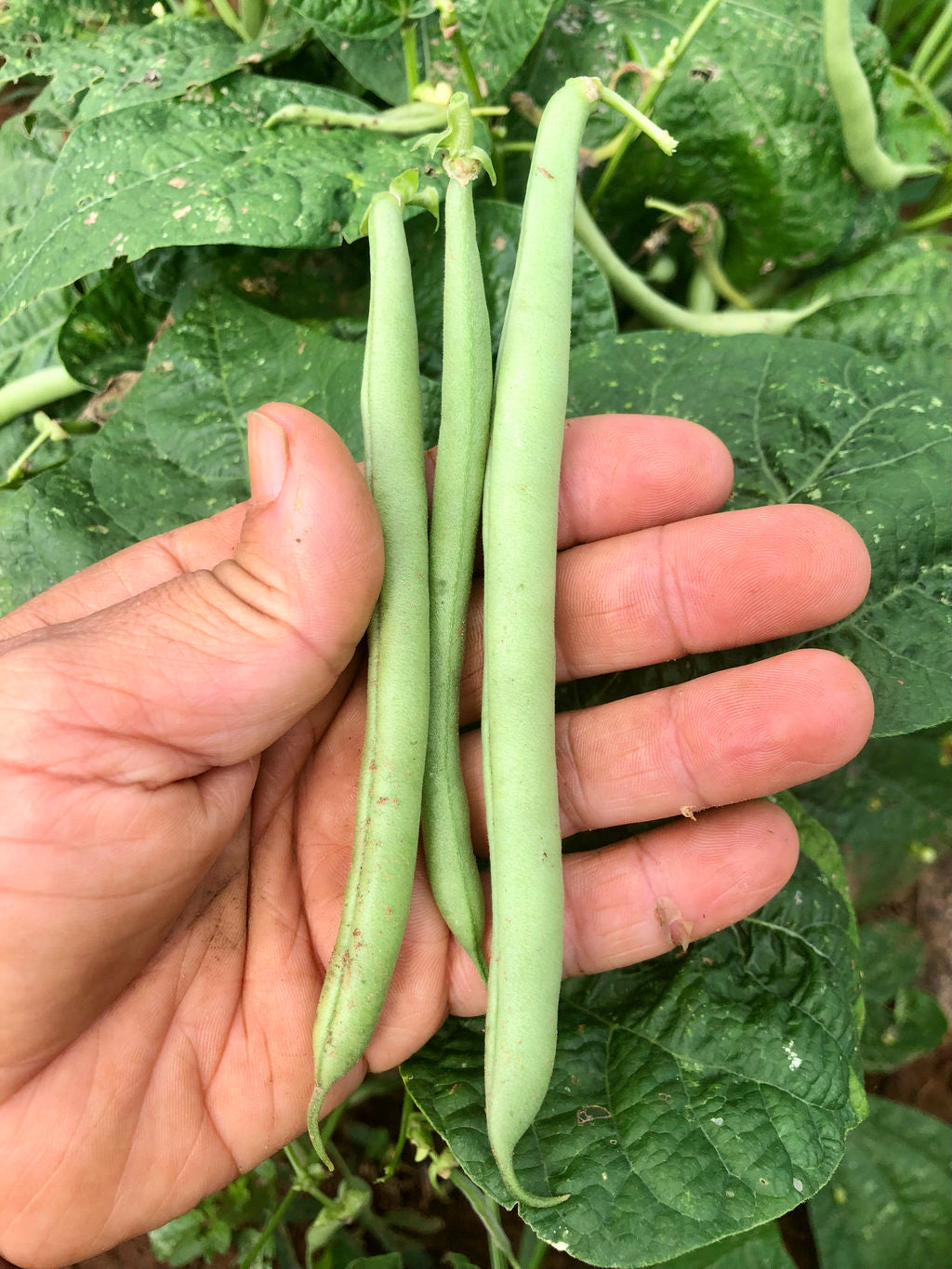 Bean (Green Bush), Marona