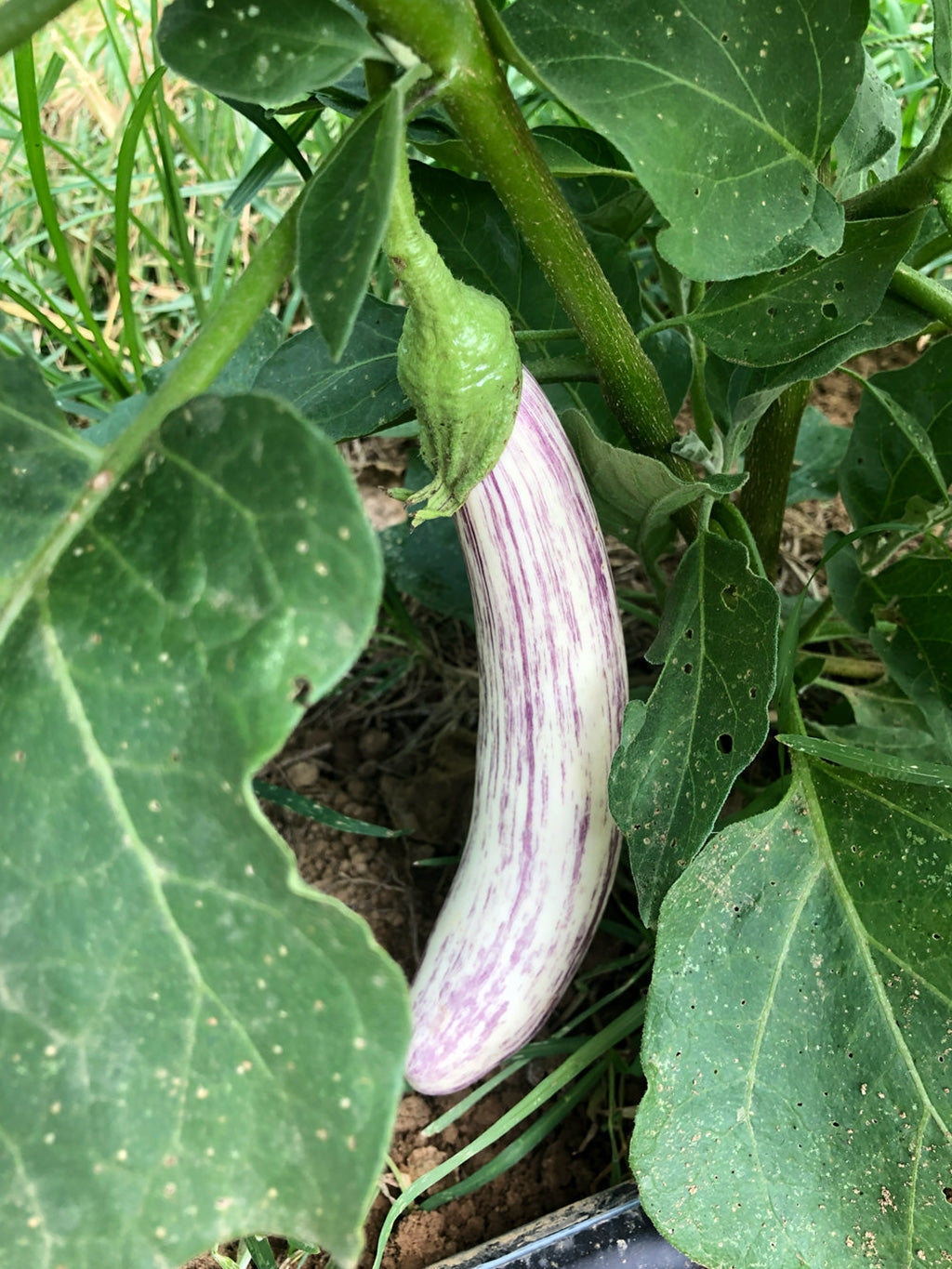 Eggplant, Mestiza