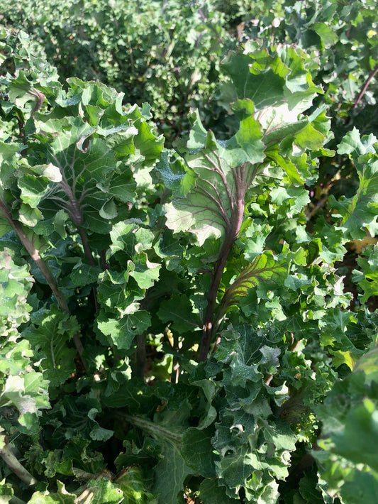 Kale, Mira Red Stem