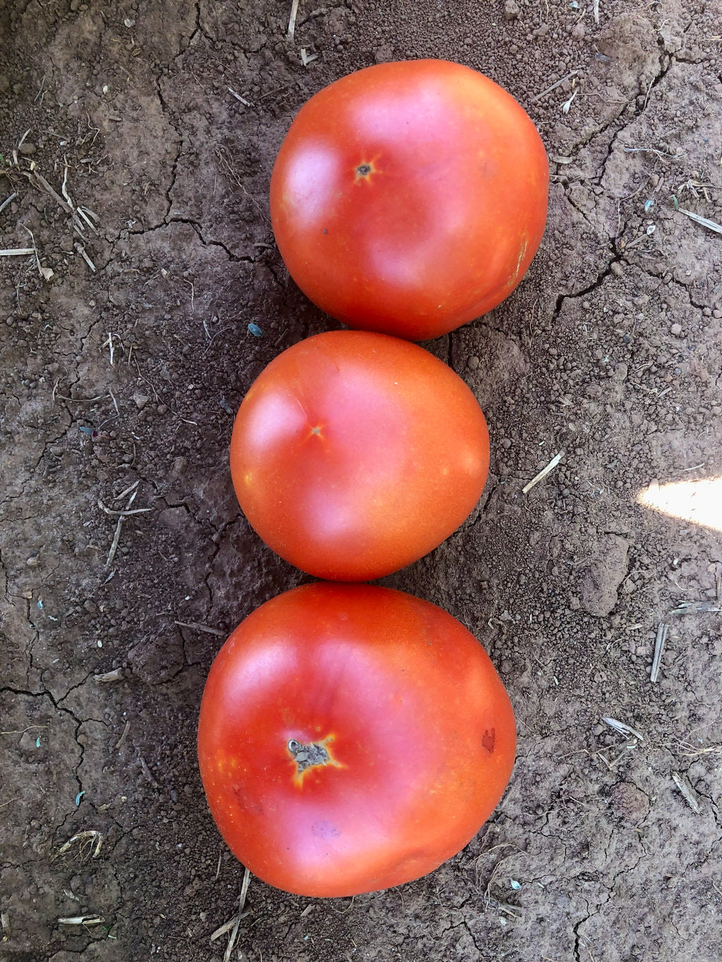 Tomato (Slicer), Mountaineer Pride