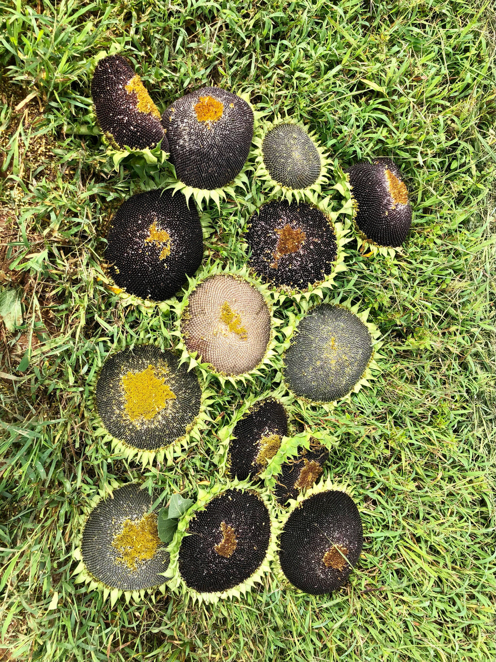 Sunflower, Oaxaca