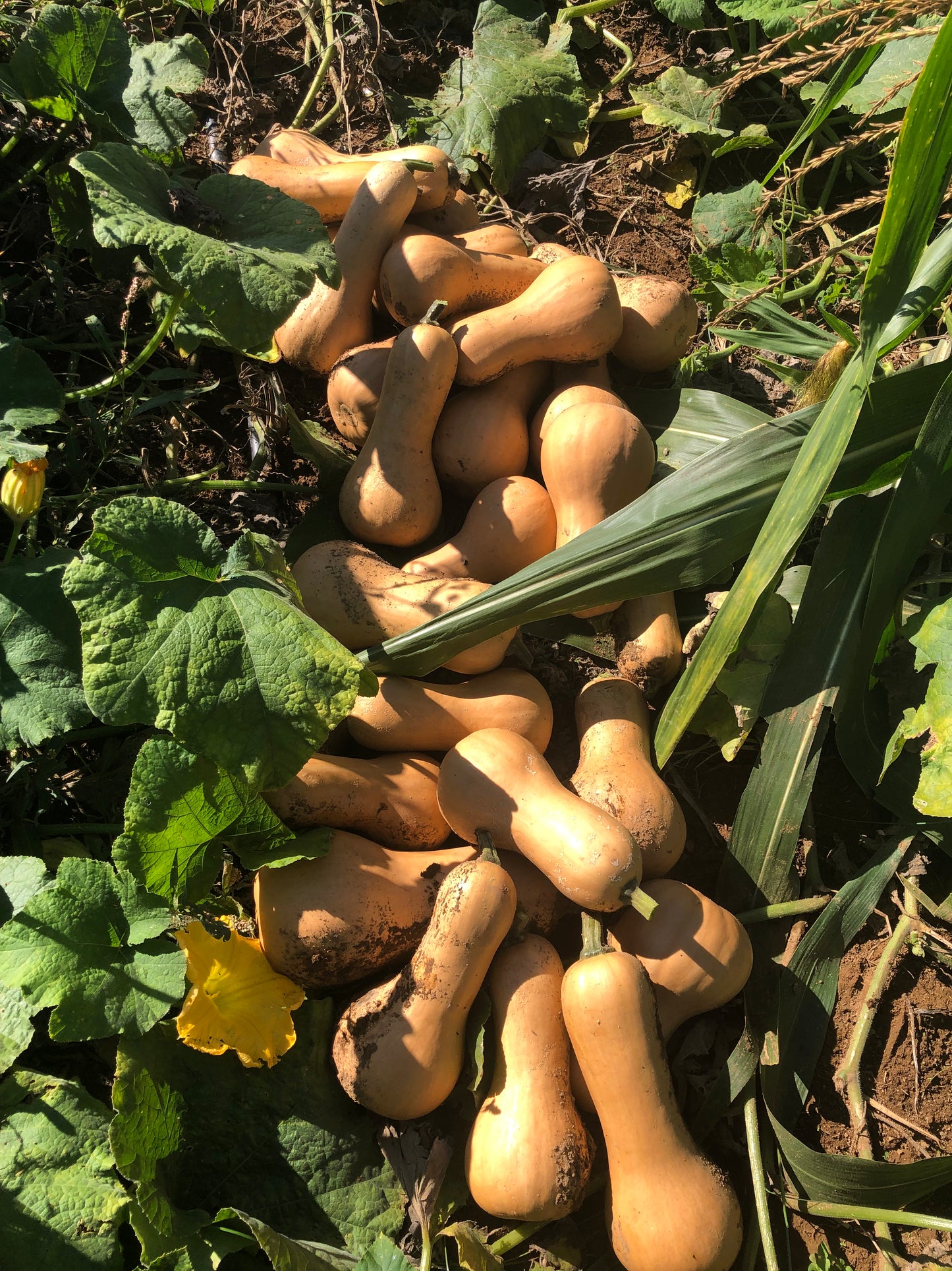 Winter Squash, Ofelia Butternut