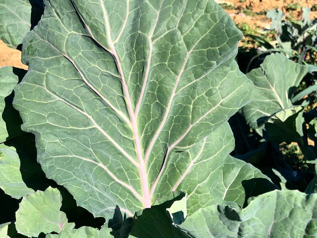 Collard Greens, Ole Timey Blue