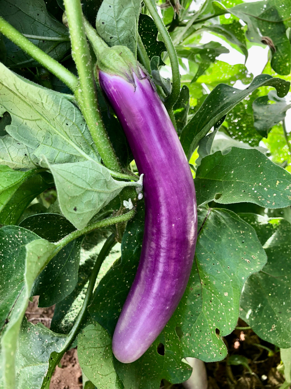 Eggplant, Pingtung