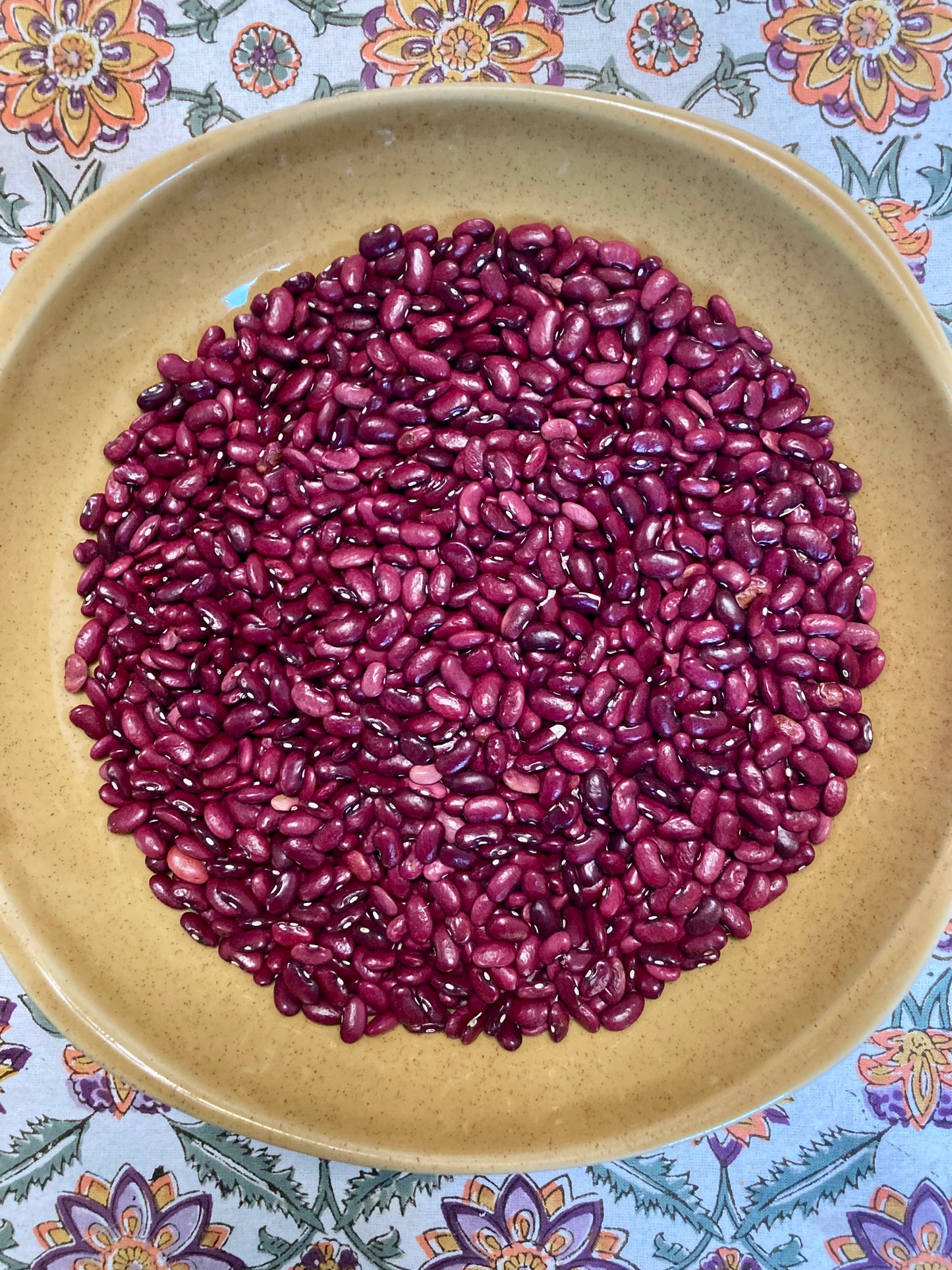 Bean (Dry Bush), Seda