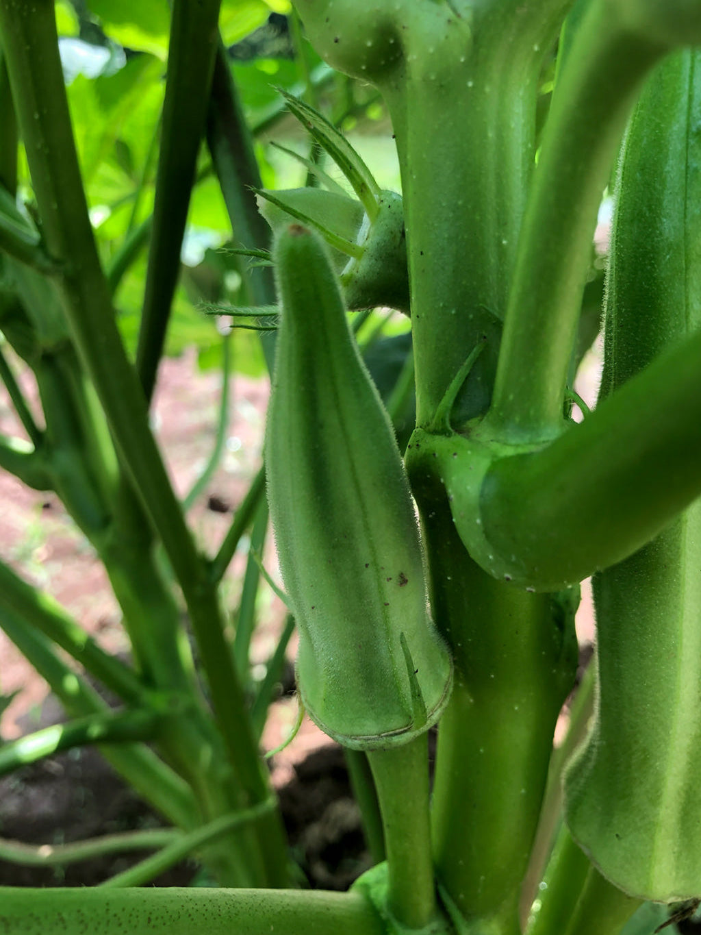 Okra, Simpson