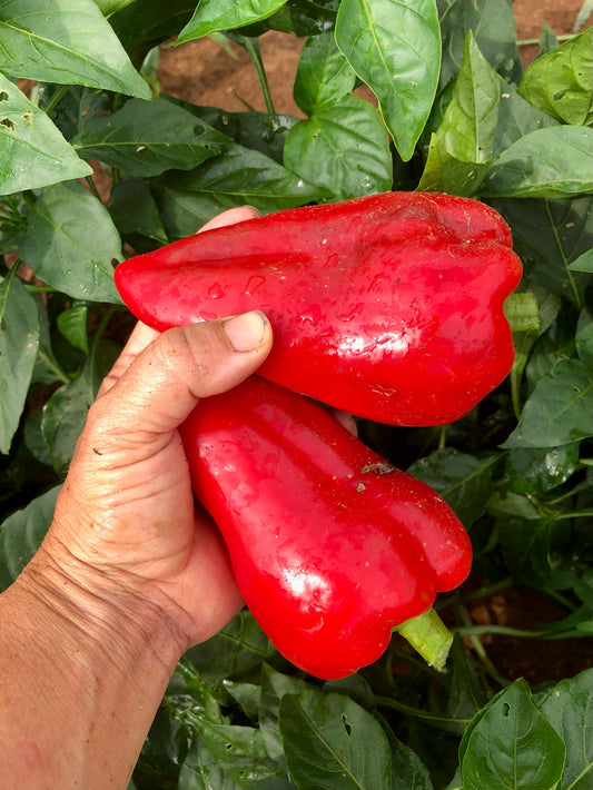 Pepper (Sweet), Super Shepherd Italian Red Pepper
