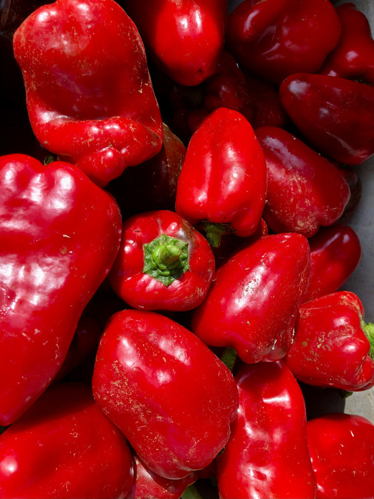 Pepper (Sweet), Super Shepherd Italian Red Pepper