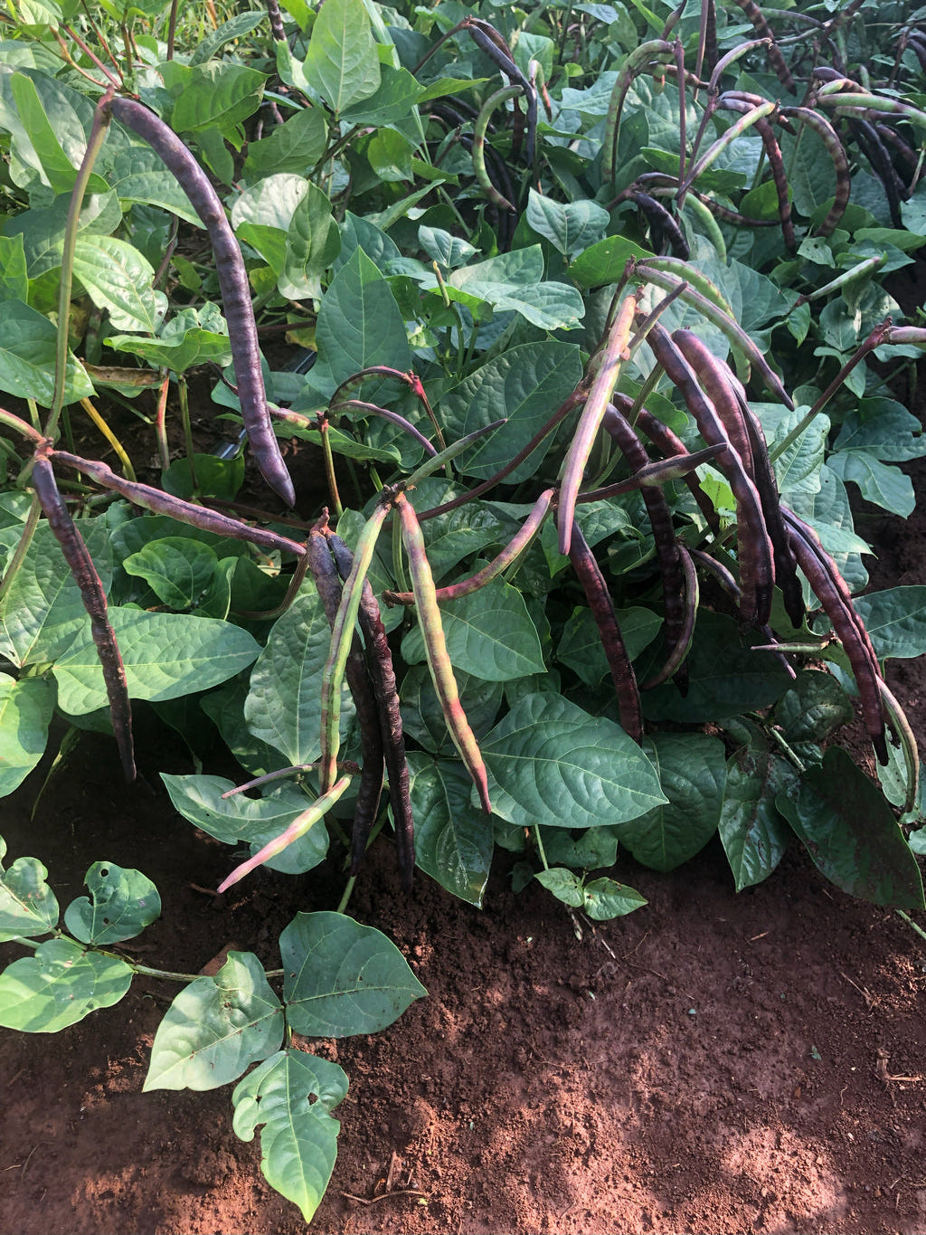 African Pea/Southern Pea, TWC Purple Hulls