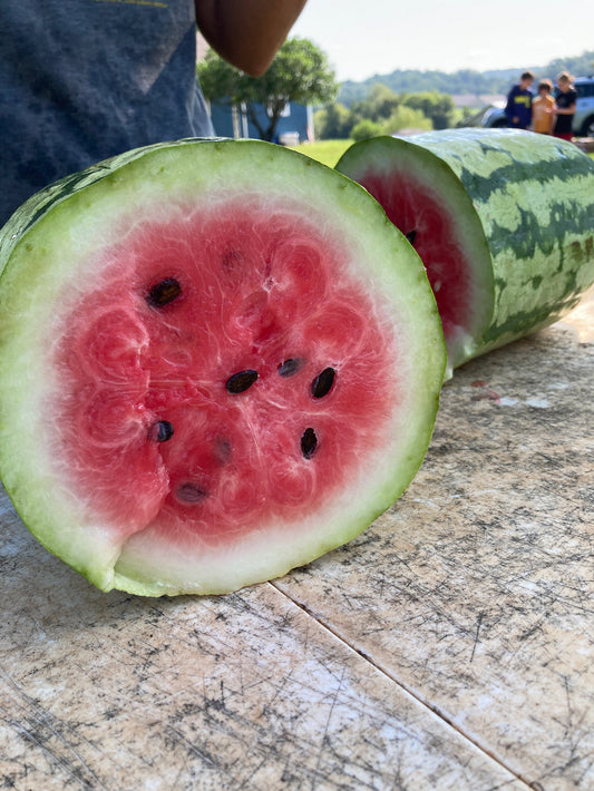 Watermelon, Yucatan (WC-2135)
