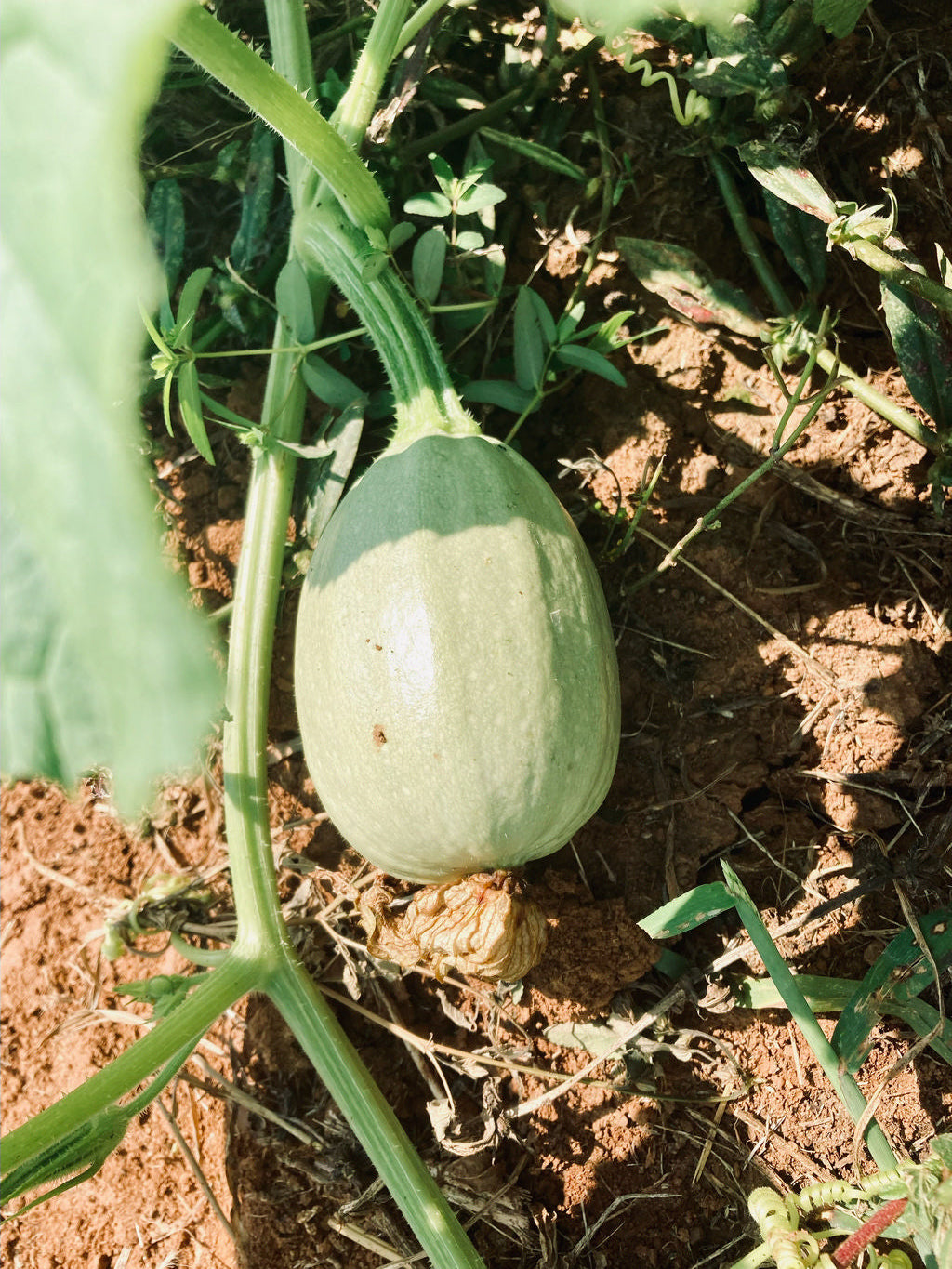 Summer Squash, Manteca