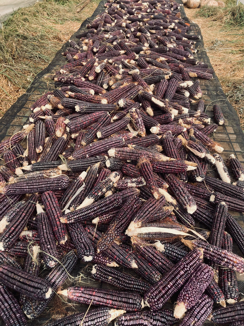 Corn (Dent), San Andres Negro