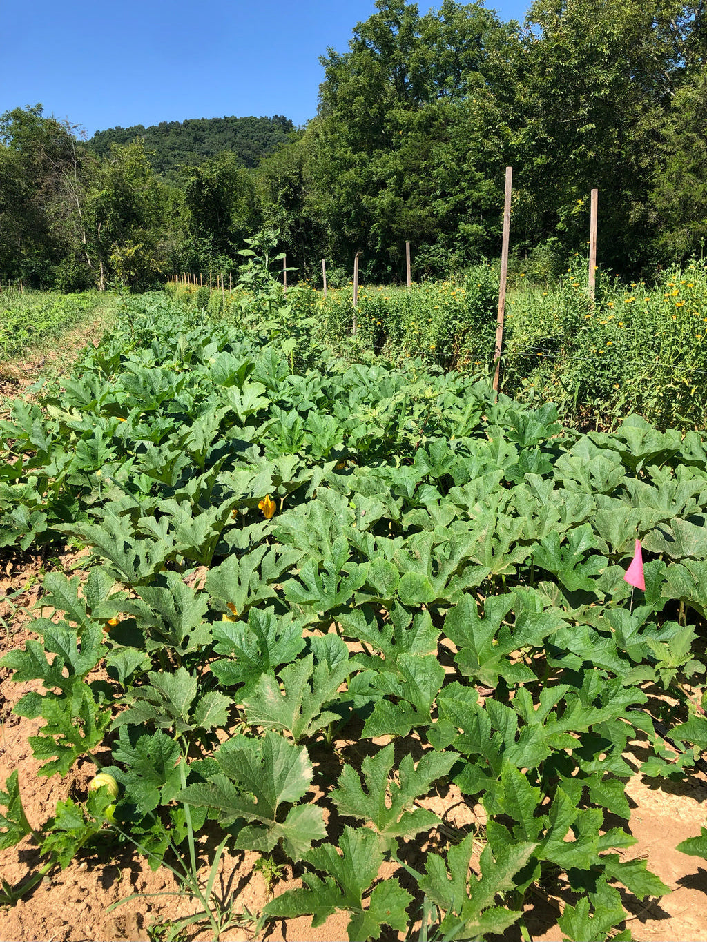 Summer Squash, Tatume