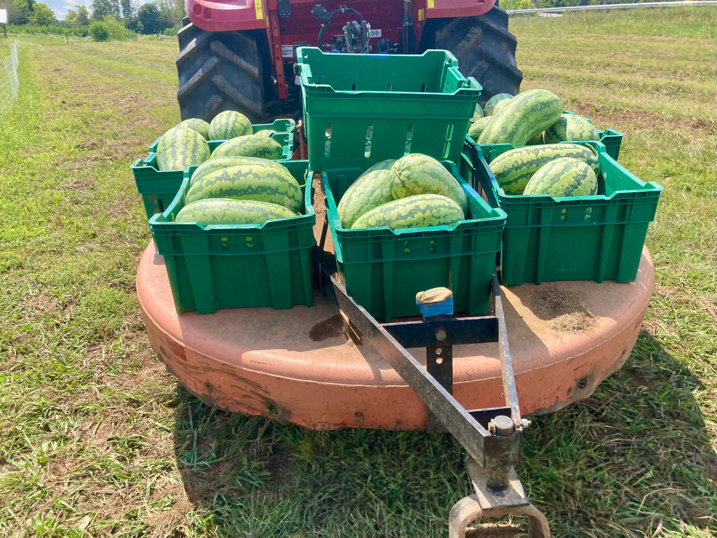 Watermelon, Yucatan (WC-2135)