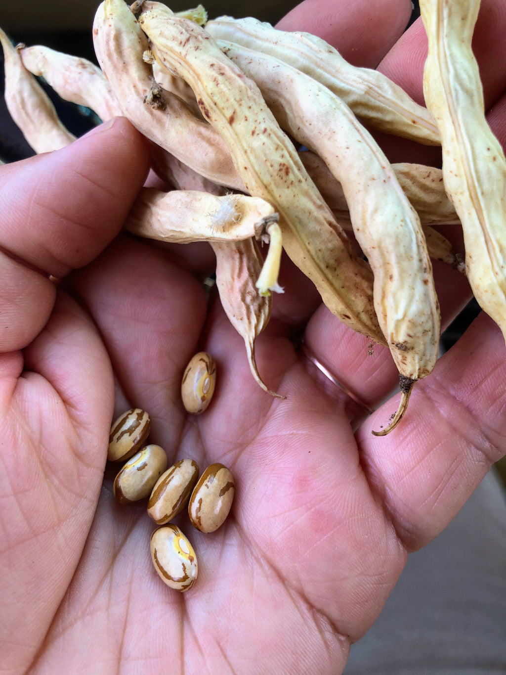 Bean (Dry Pole), 10001