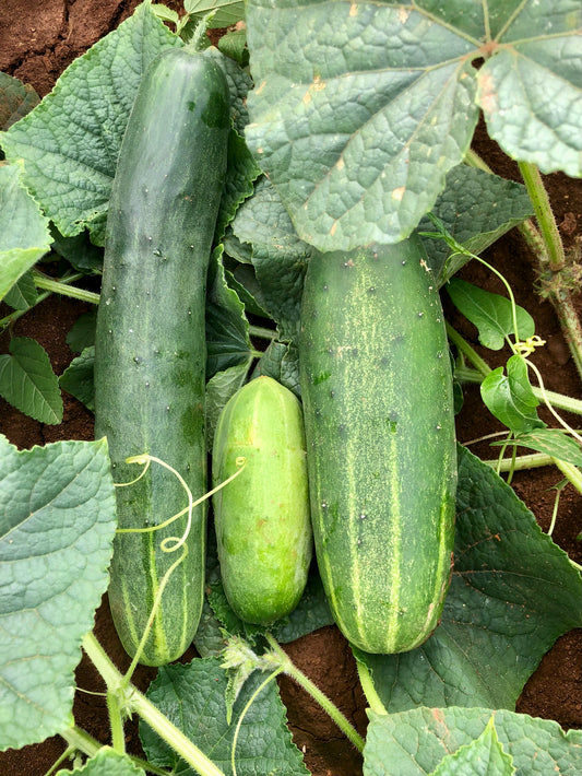 Cucumber, 3 Pajaritos Cucumber Mix