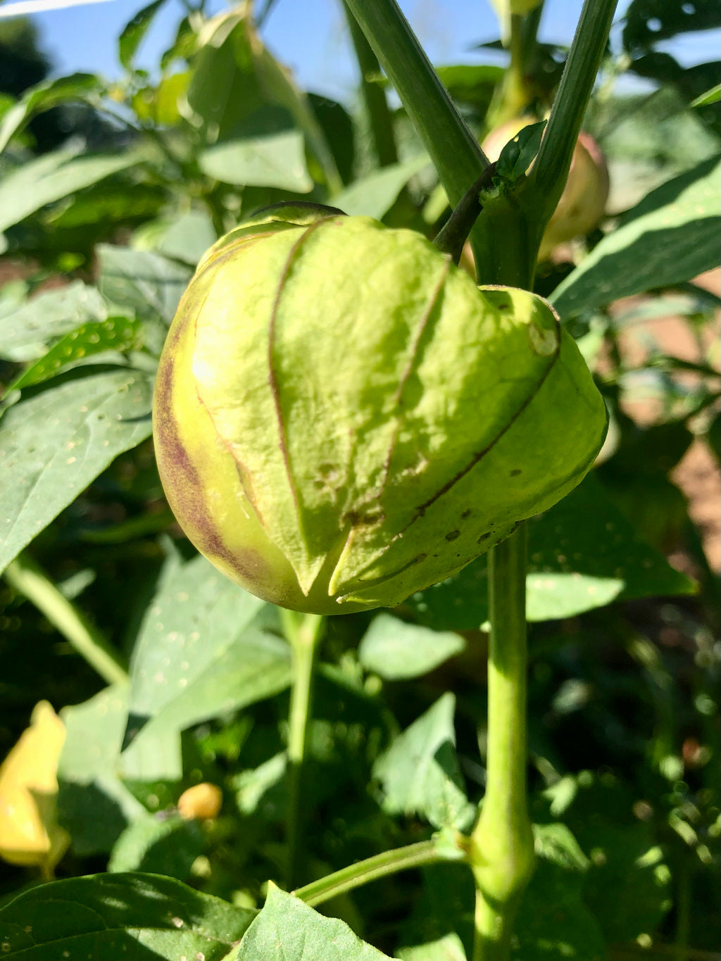 Tomatillo, 3 Pajaritos Tomatillo Mix