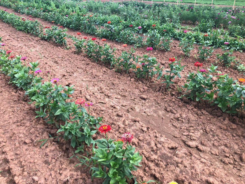 Flowers, Abuela’s Mexican Zinnias