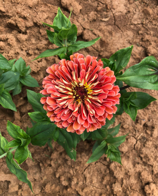 Flowers, Abuela’s Mexican Zinnias