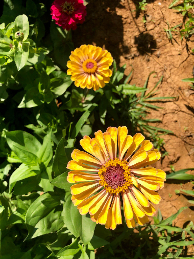 Flowers, Abuela’s Mexican Zinnias