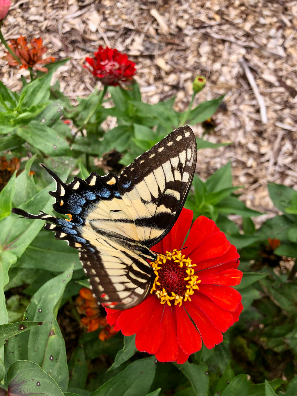 Flowers, Abuela’s Mexican Zinnias