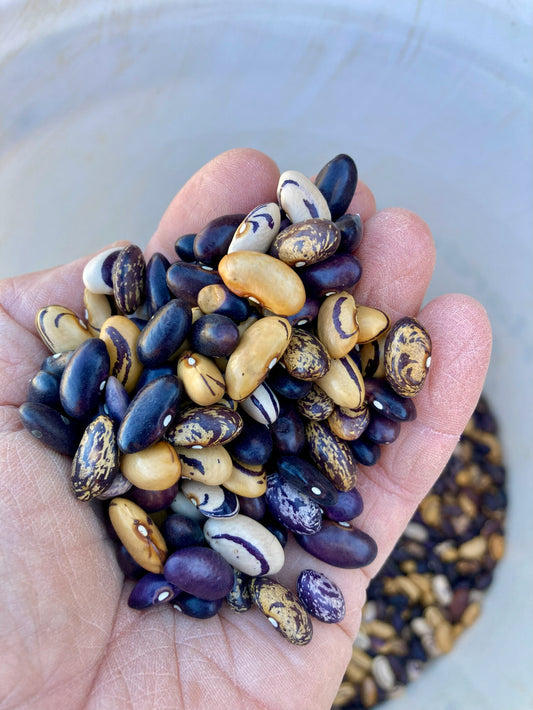 Bean (Dry Bush), Amethyst Tiger Eye Chili Bean Grex