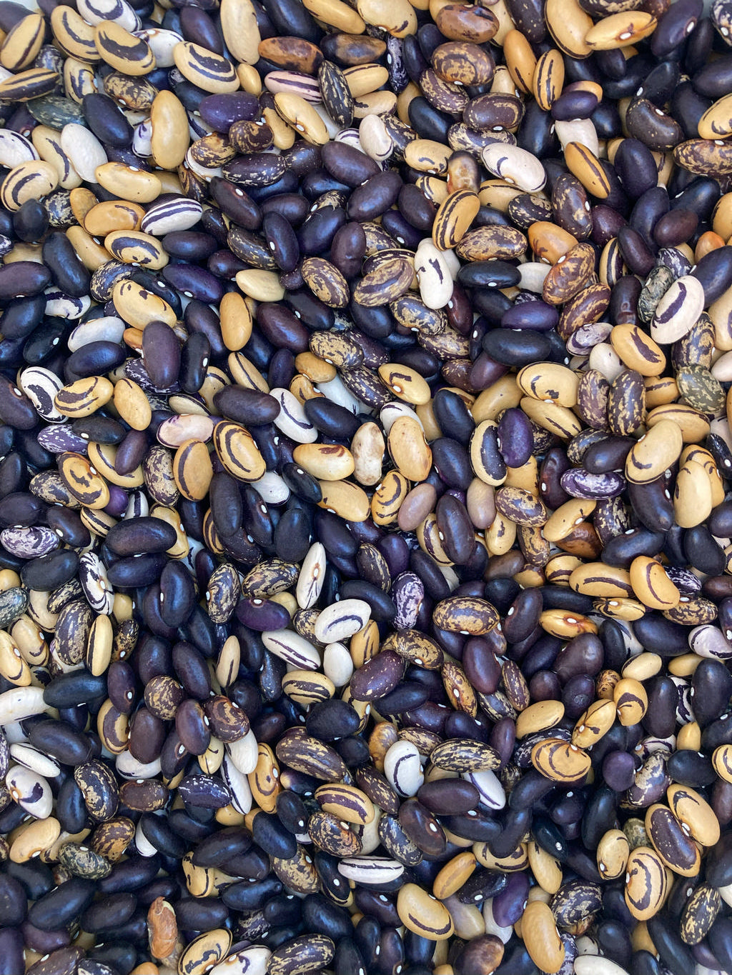 Bean (Dry Bush), Amethyst Tiger Eye Chili Bean Grex