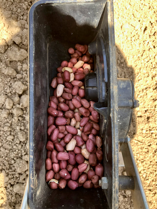 Peanut, Boni’s Landrace