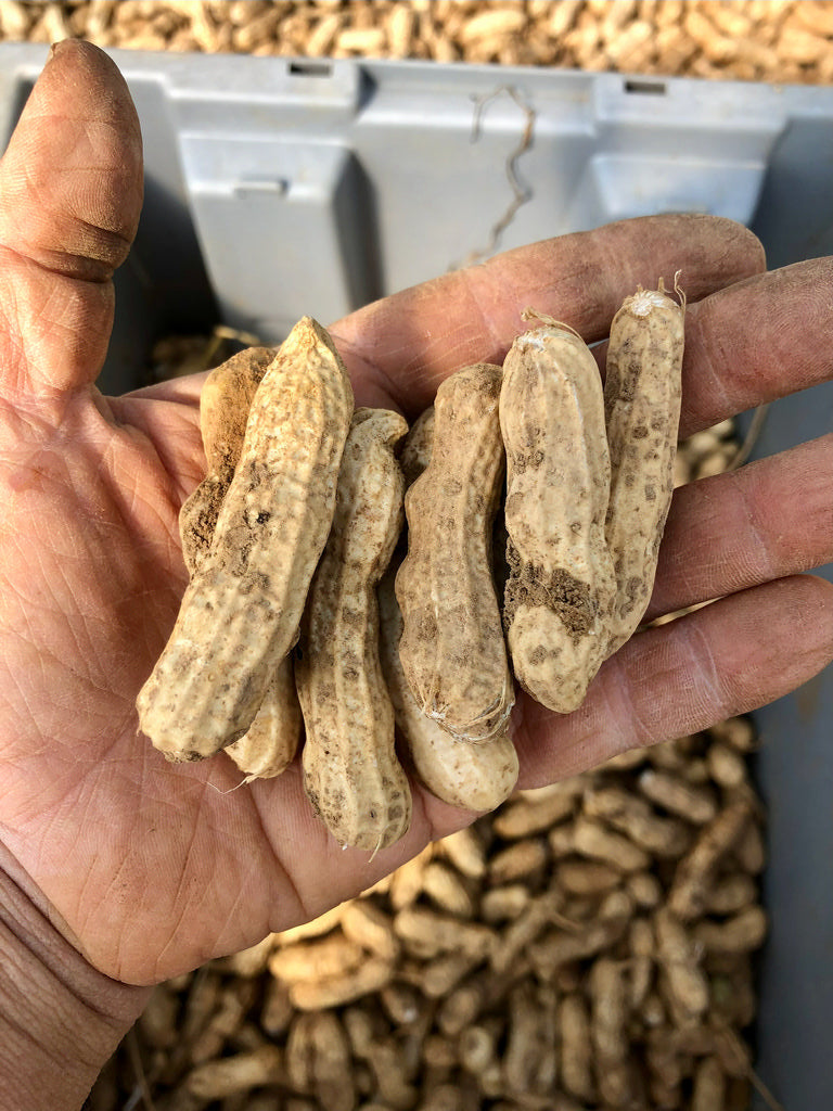 Peanut, Boni’s Landrace