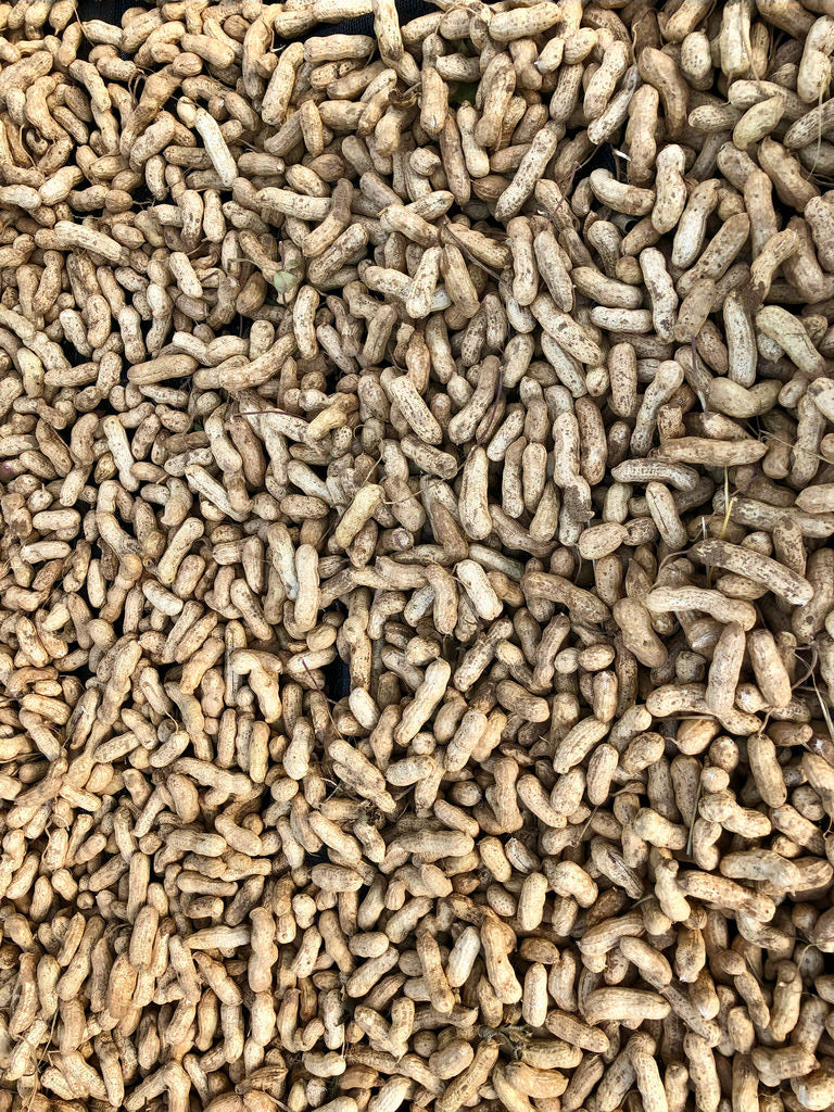 Peanut, Boni’s Landrace