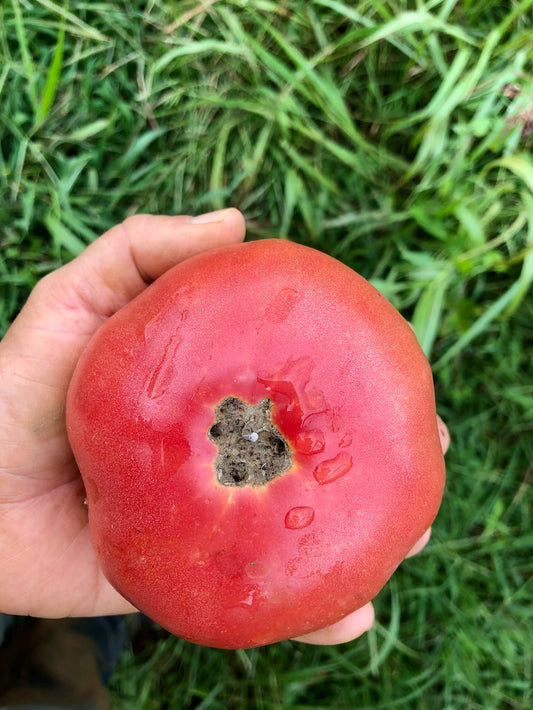 Tomato (Slicer), Bradley