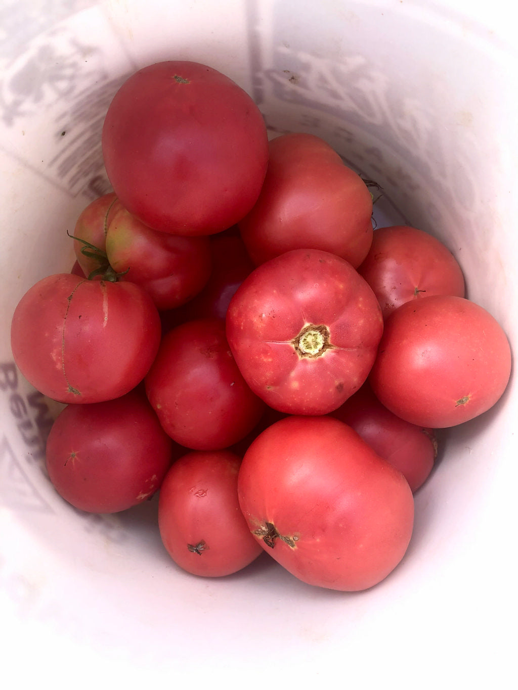 Tomato (Slicer), Bradley