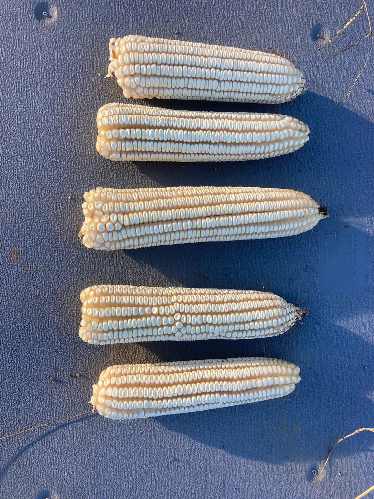 Corn (Dent), Chico Perez White