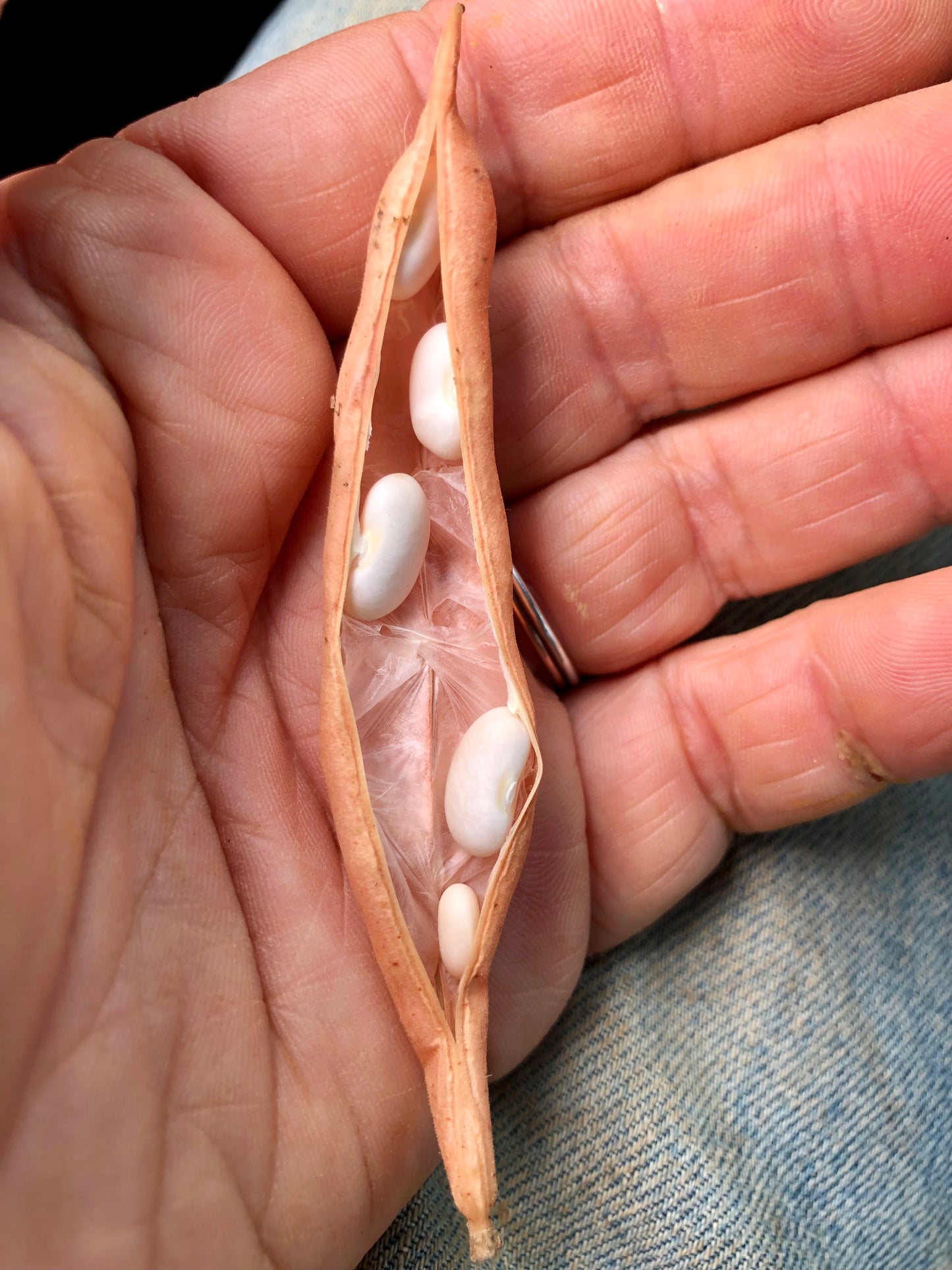 Bean (Dry Bush), Chico Perez White Bean