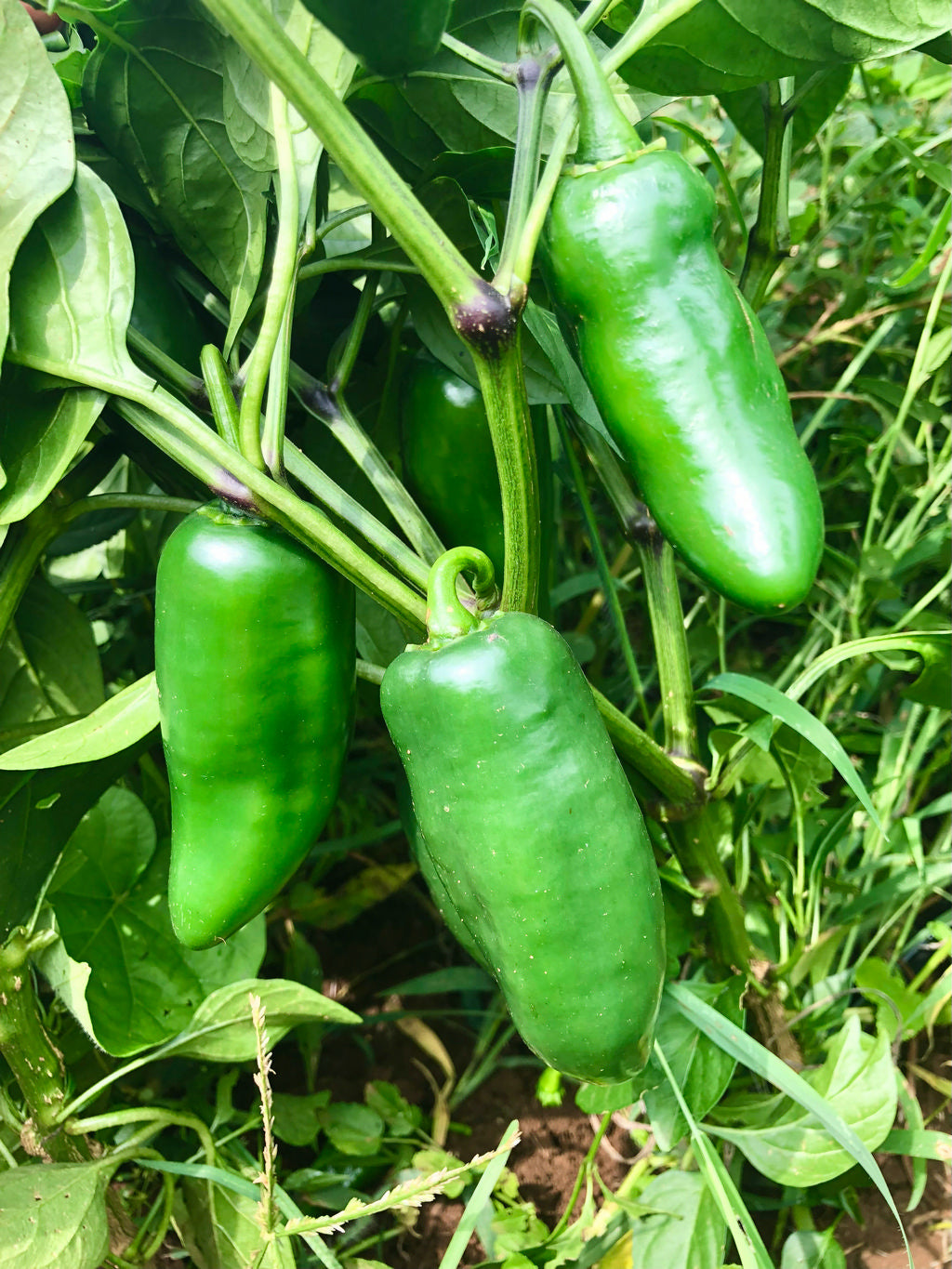 Pepper (Hot), Chile Gordo Jalapeno