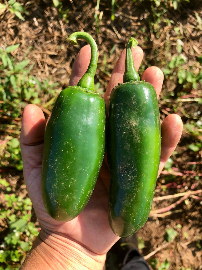 Pepper (Hot), Chile Gordo Jalapeno