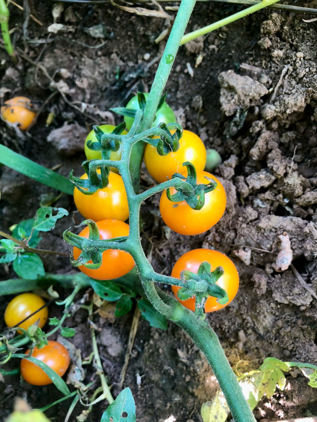 Tomato (Cherry), Citlalli Orange “Wild”