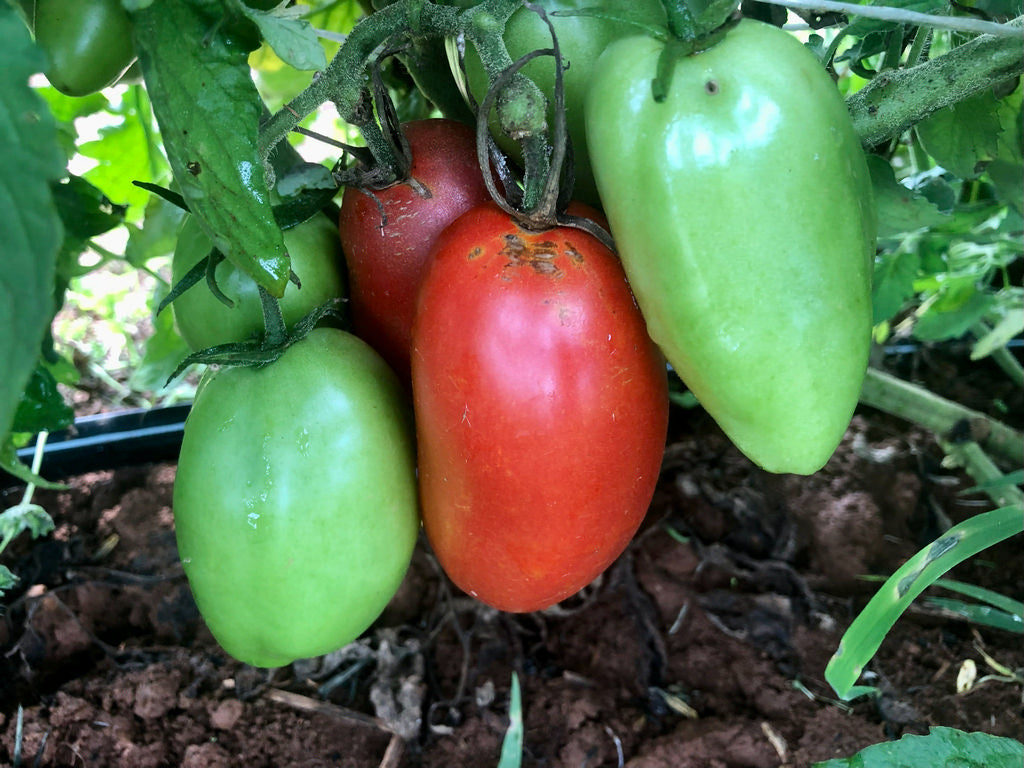 Tomato (Paste), Connie’s