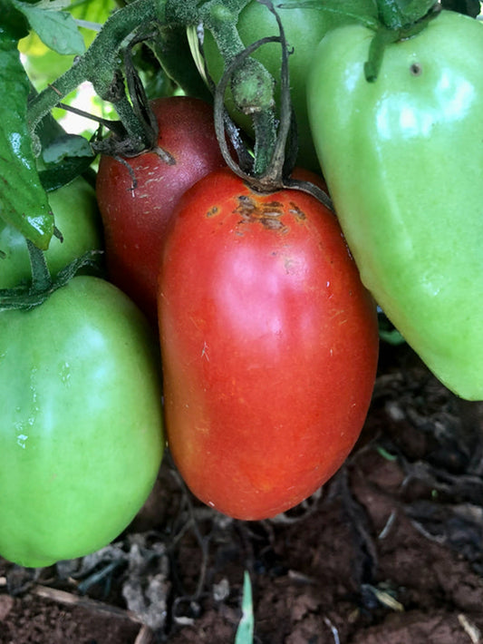 Tomato (Paste), Connie’s