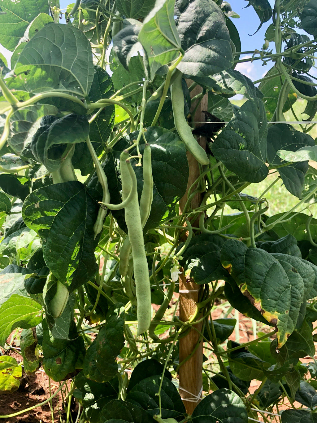 Bean (Green Pole), Dade