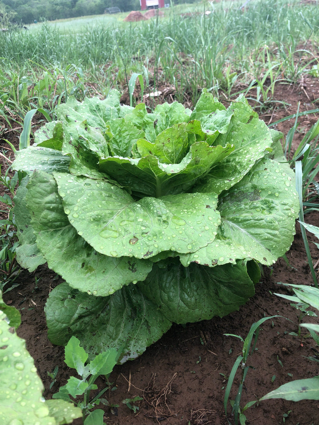 Lettuce, Eastern Bobcat Romaine