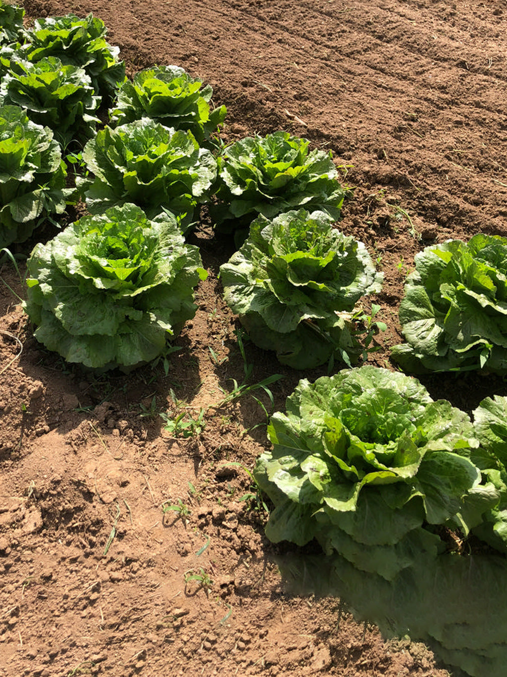 Lettuce, Eastern Bobcat Romaine