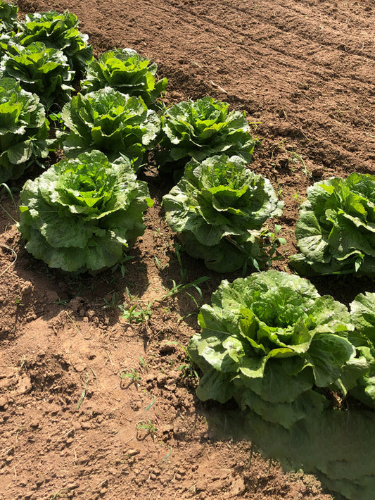 Lettuce, Eastern Bobcat Romaine