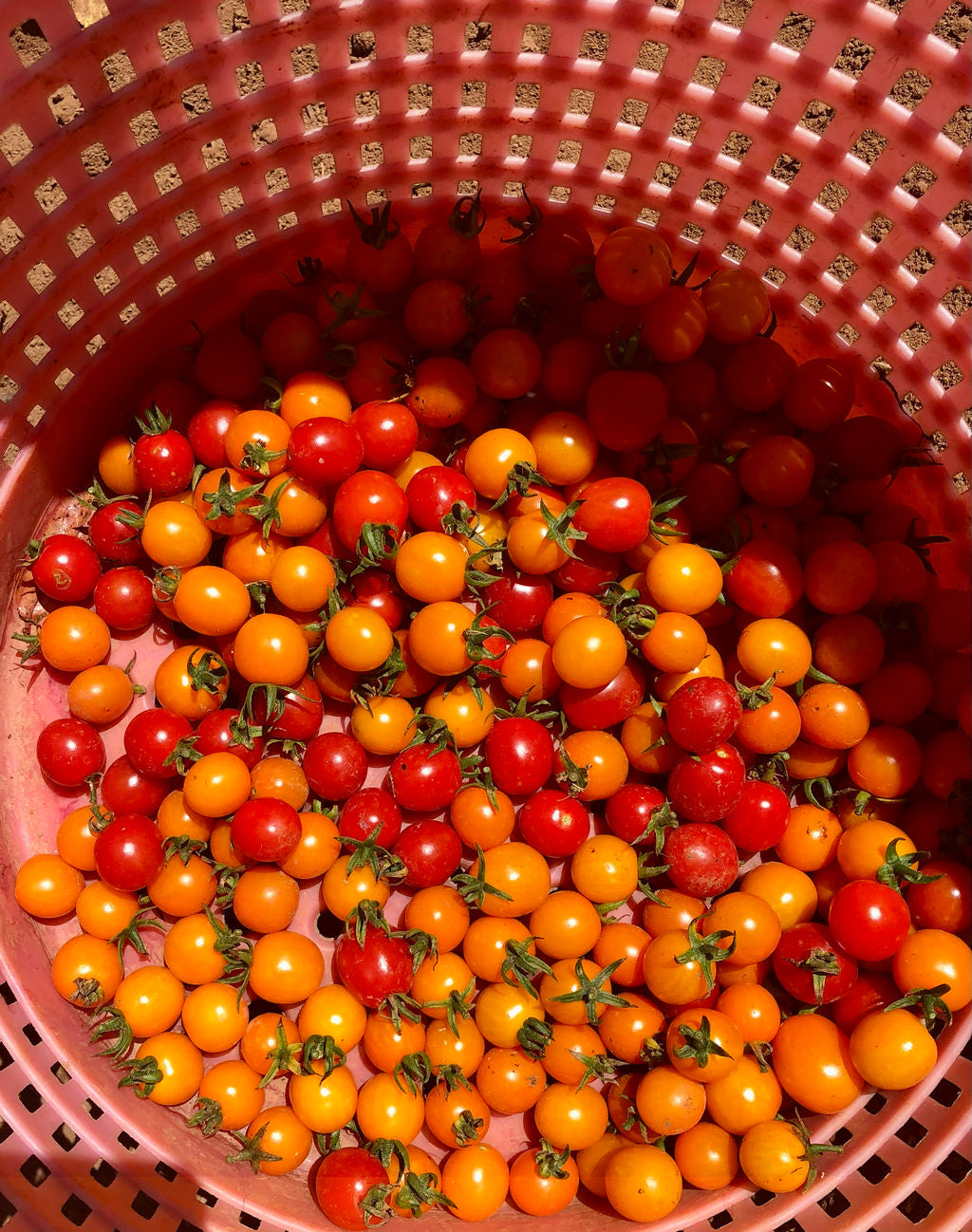 Tomato (Cherry), First Born Red and Orange Mix