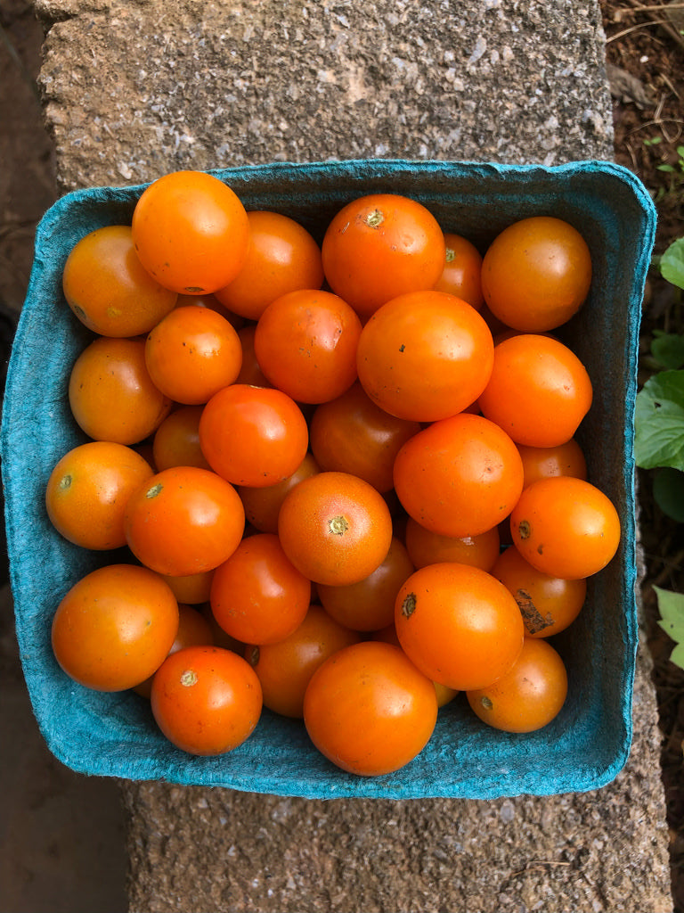 Tomato (Cherry), First Born Red and Orange Mix