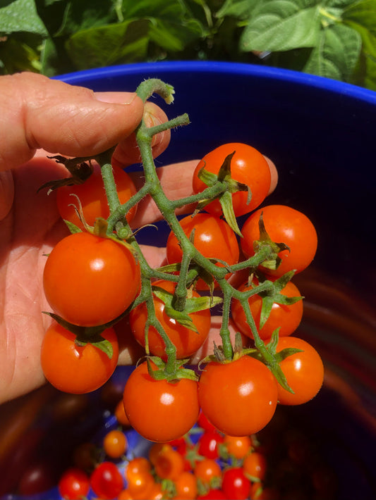 Tomato (Cherry), First Born Red and Orange Mix